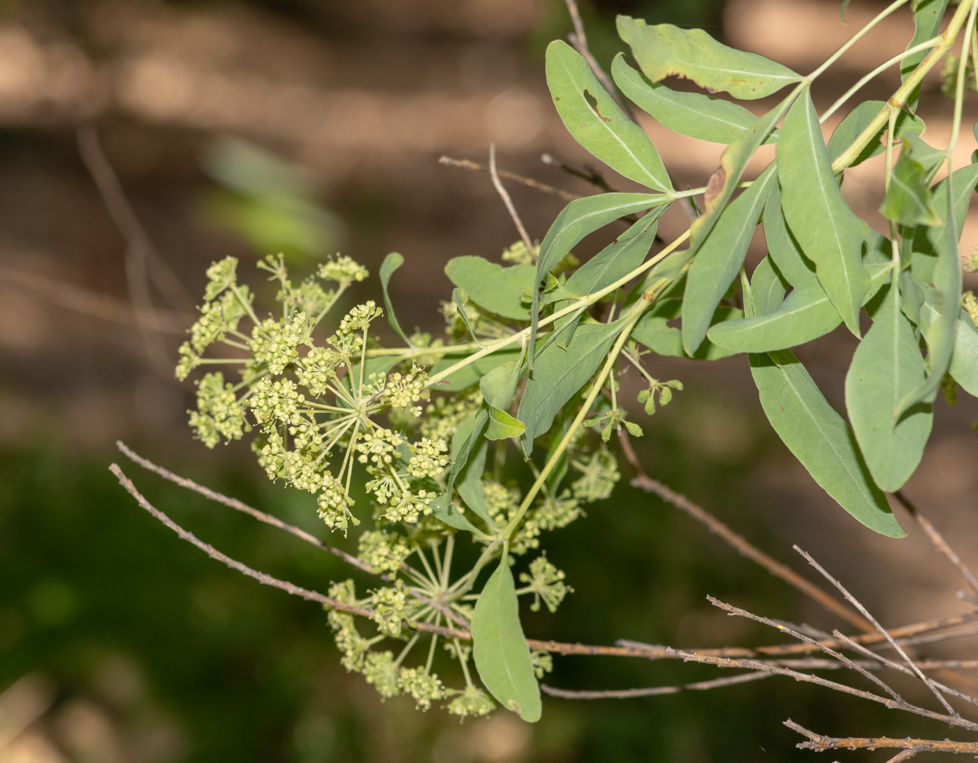 Image of Heteromorpha arborescens specimen.