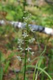 Platanthera bifolia