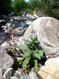 Mertensia pubescens. Цветущее растение в сообществе с цветущим и плодоносящим Epilobium hornemannii и плодоносящей Saxifraga. Магаданская обл., окр. г. Магадан, п-ов Старицкого, горный руч. Холодный, посредине ручья среди камней. 28.07.2019.