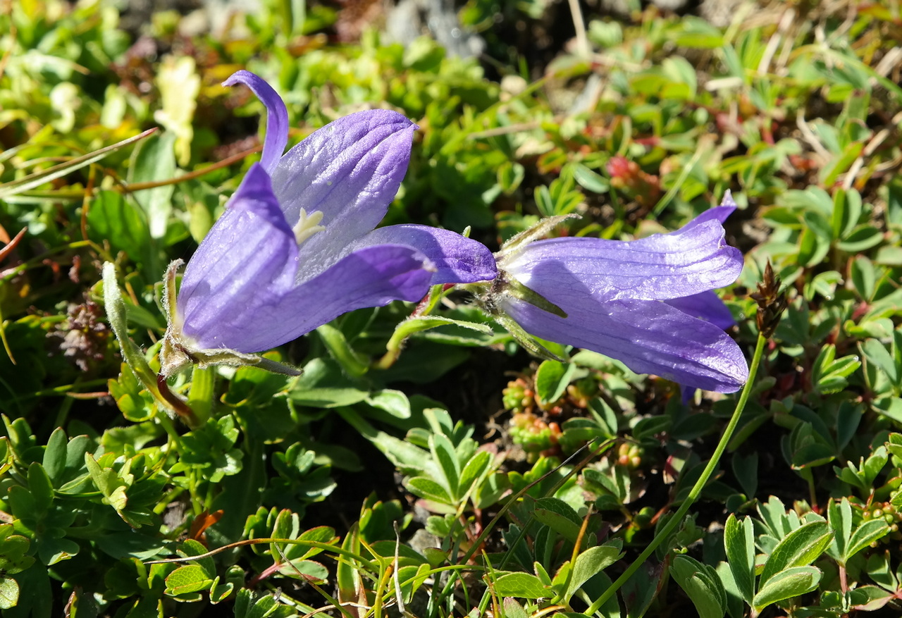 Изображение особи Campanula biebersteiniana.