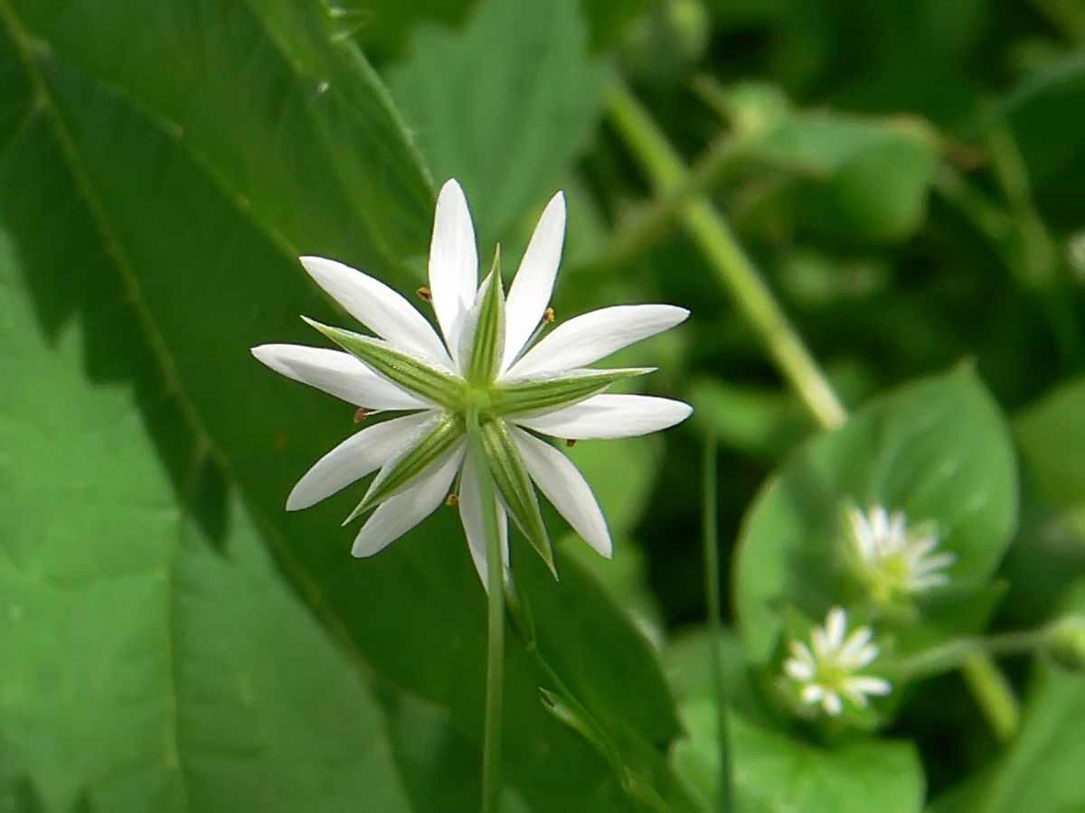 Image of Stellaria graminea specimen.