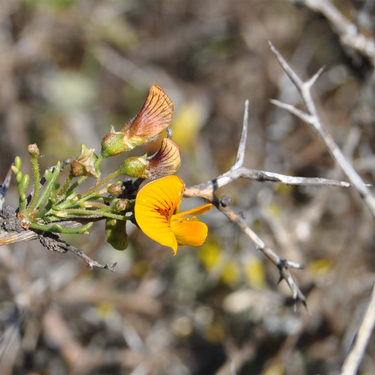 Image of Adesmia microphylla specimen.