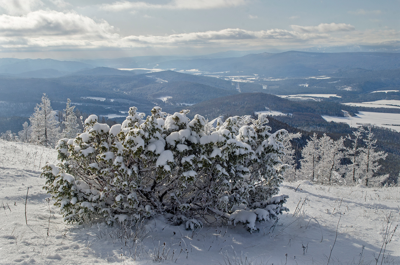 Изображение особи Juniperus communis.