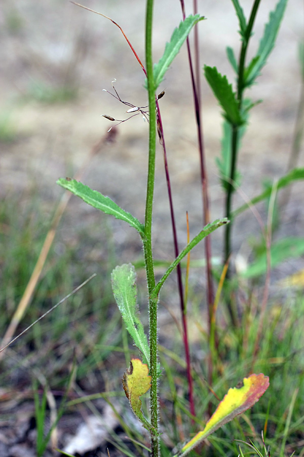 Image of Leucanthemum ircutianum specimen.