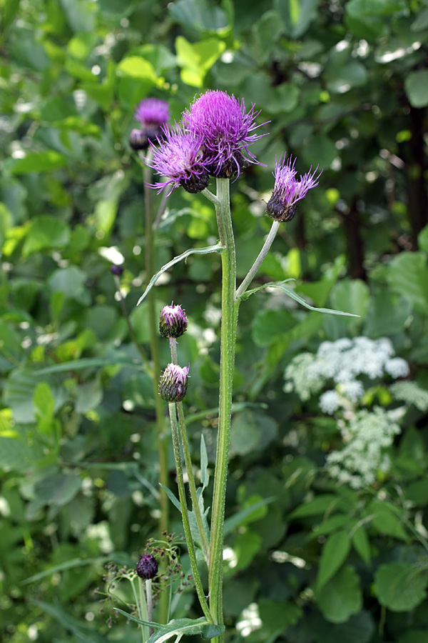 Image of Cirsium heterophyllum specimen.