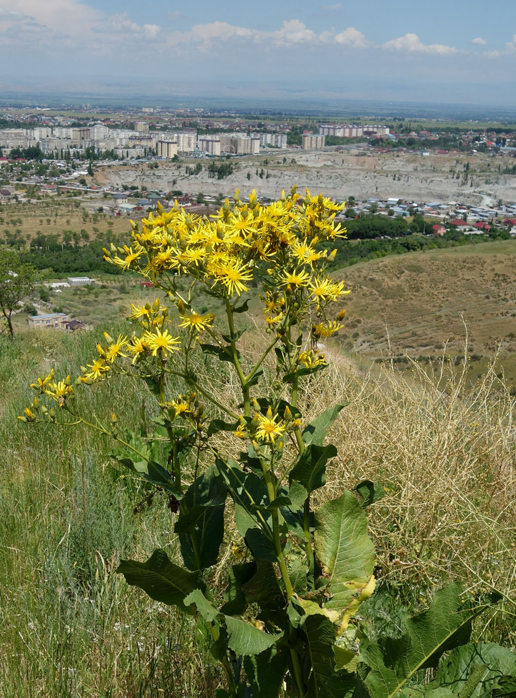 Image of Inula macrophylla specimen.