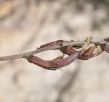 Astragalus cyprius