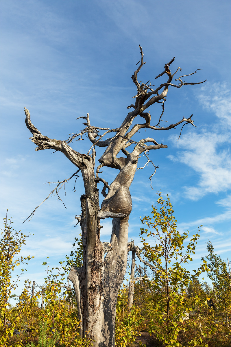 Image of Pinus sylvestris specimen.