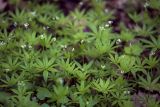 Galium odoratum