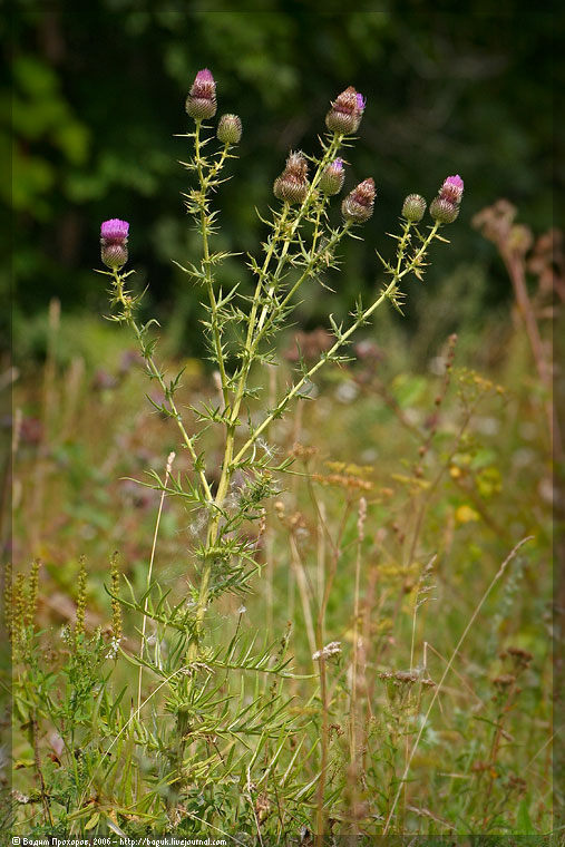 Image of Cirsium serrulatum specimen.