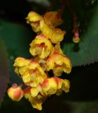 Berberis vulgaris form atropurpurea. Соцветие в каплях дождя. Подмосковье, г. Одинцово, в культуре. Май 2020 г.