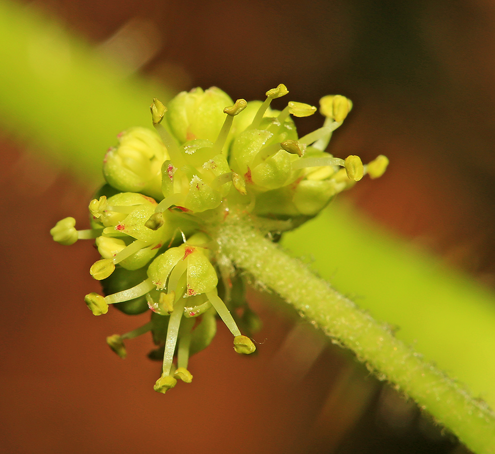 Image of Oplopanax elatus specimen.