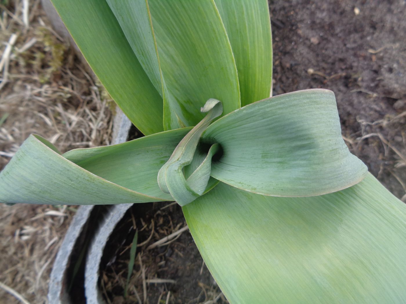 Image of Allium aflatunense specimen.