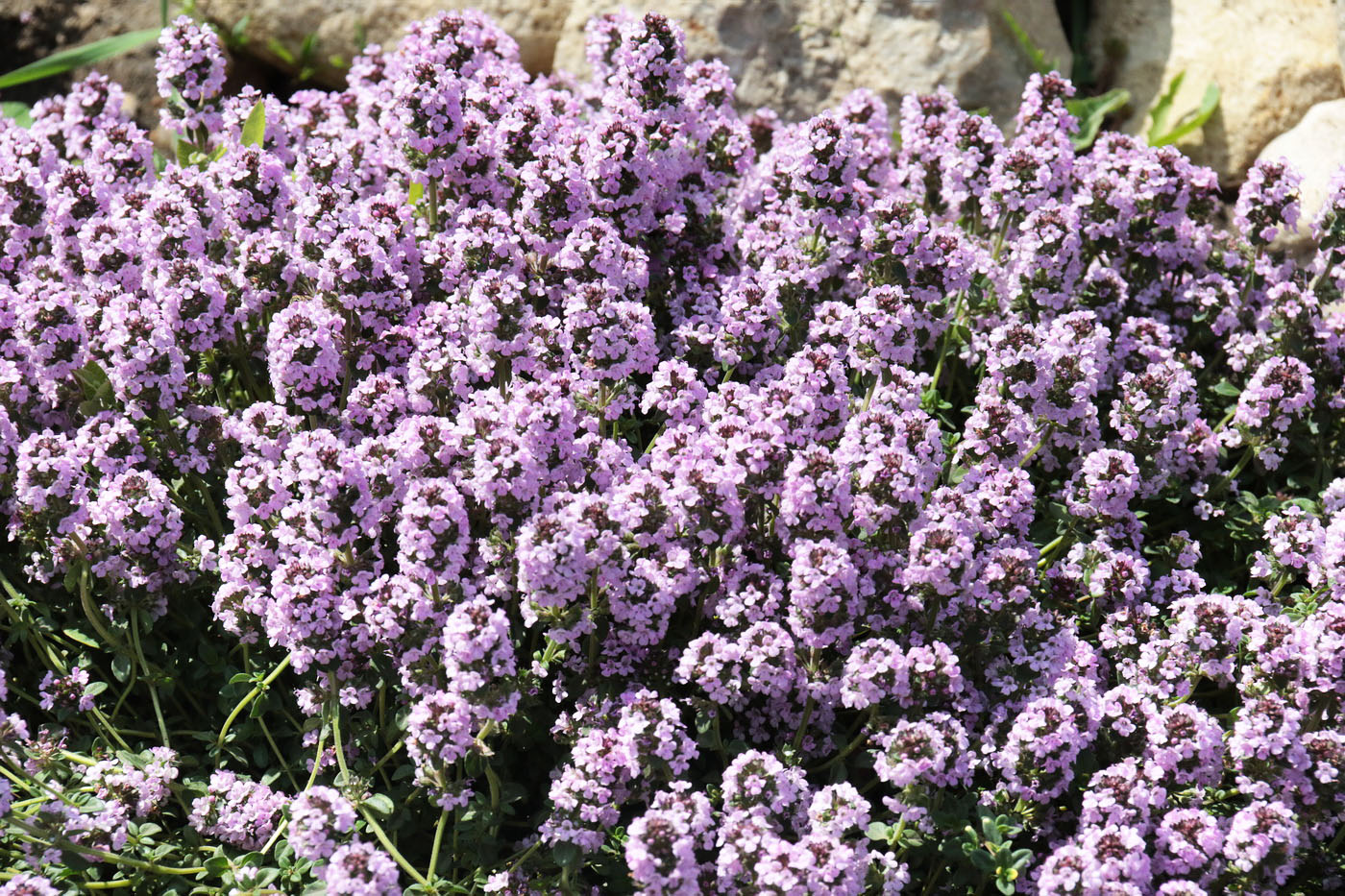 Изображение особи Thymus ovatus.