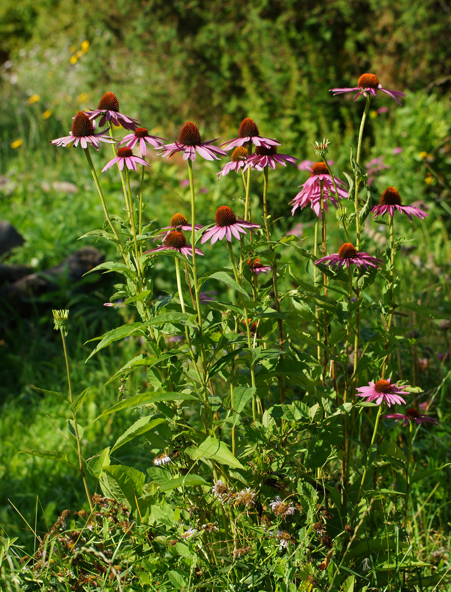 Изображение особи Echinacea purpurea.