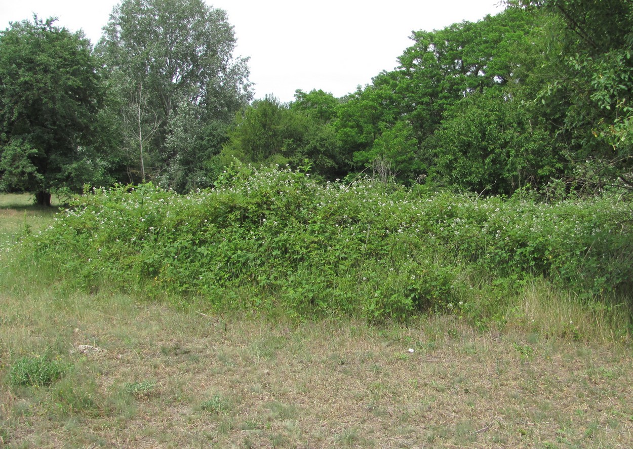 Image of Rubus sanctus specimen.