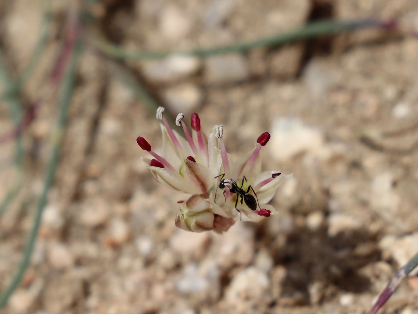 Image of Allium kokanicum specimen.