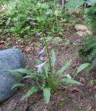 Смотреть изображение Hosta longissima