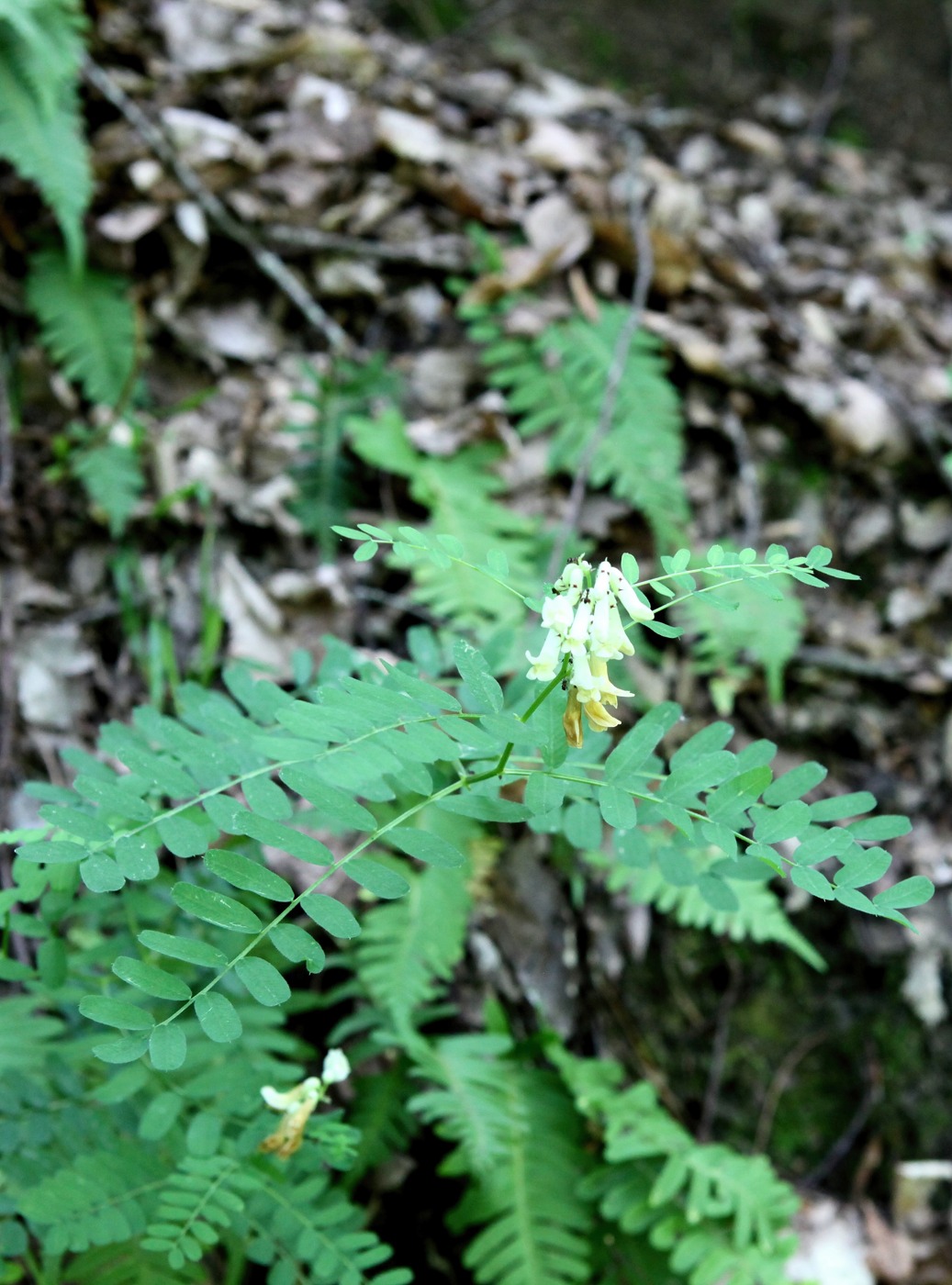 Image of Vicia montenegrina specimen.