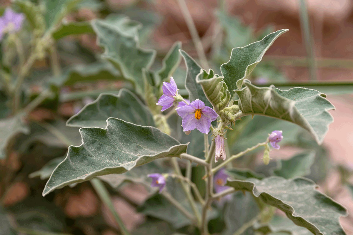 Image of Solanum incanum specimen.