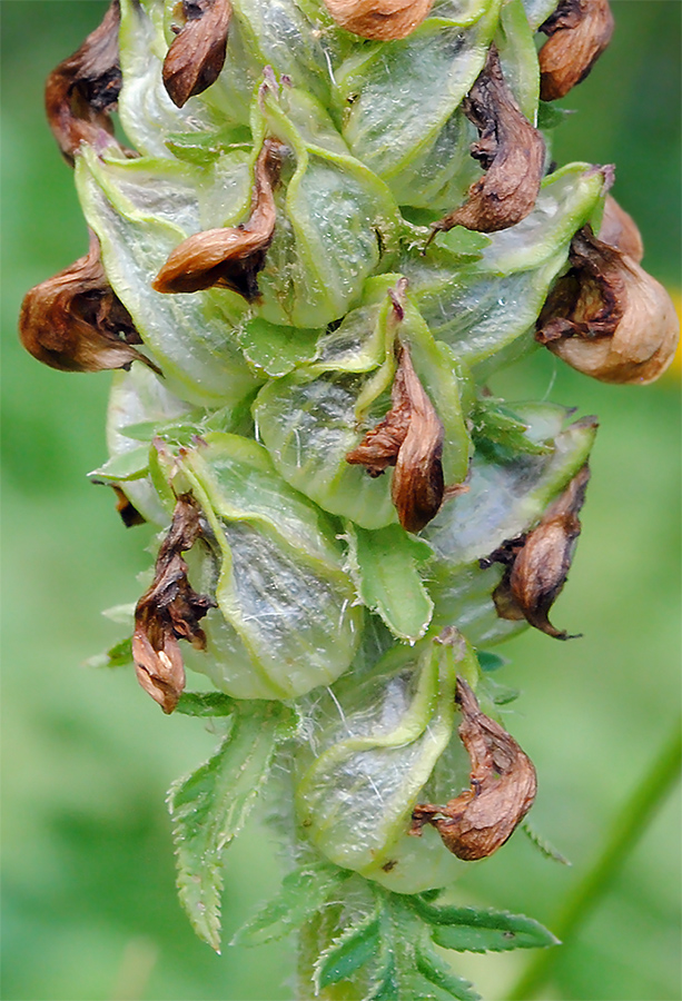 Image of Pedicularis compacta specimen.