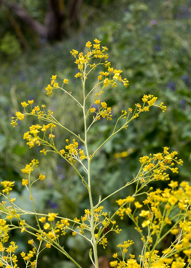 Image of Crambe alutacea specimen.