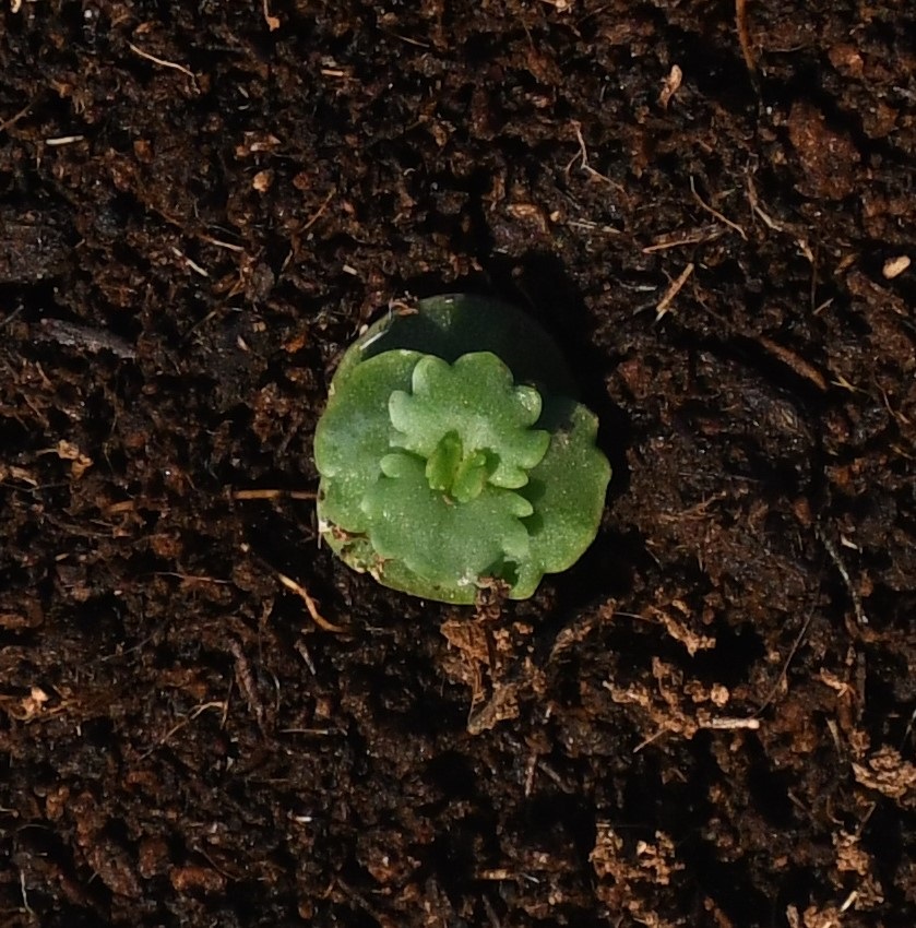 Image of Kalanchoe pinnata specimen.