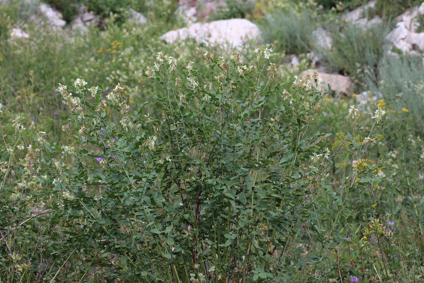 Image of Hedysarum flavescens specimen.