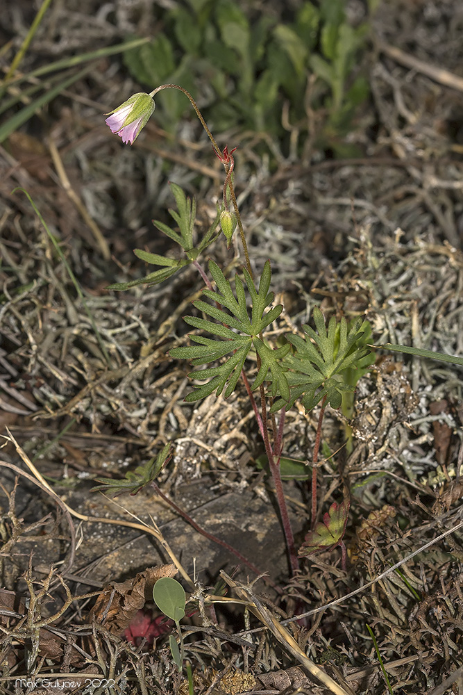 Изображение особи Geranium columbinum.