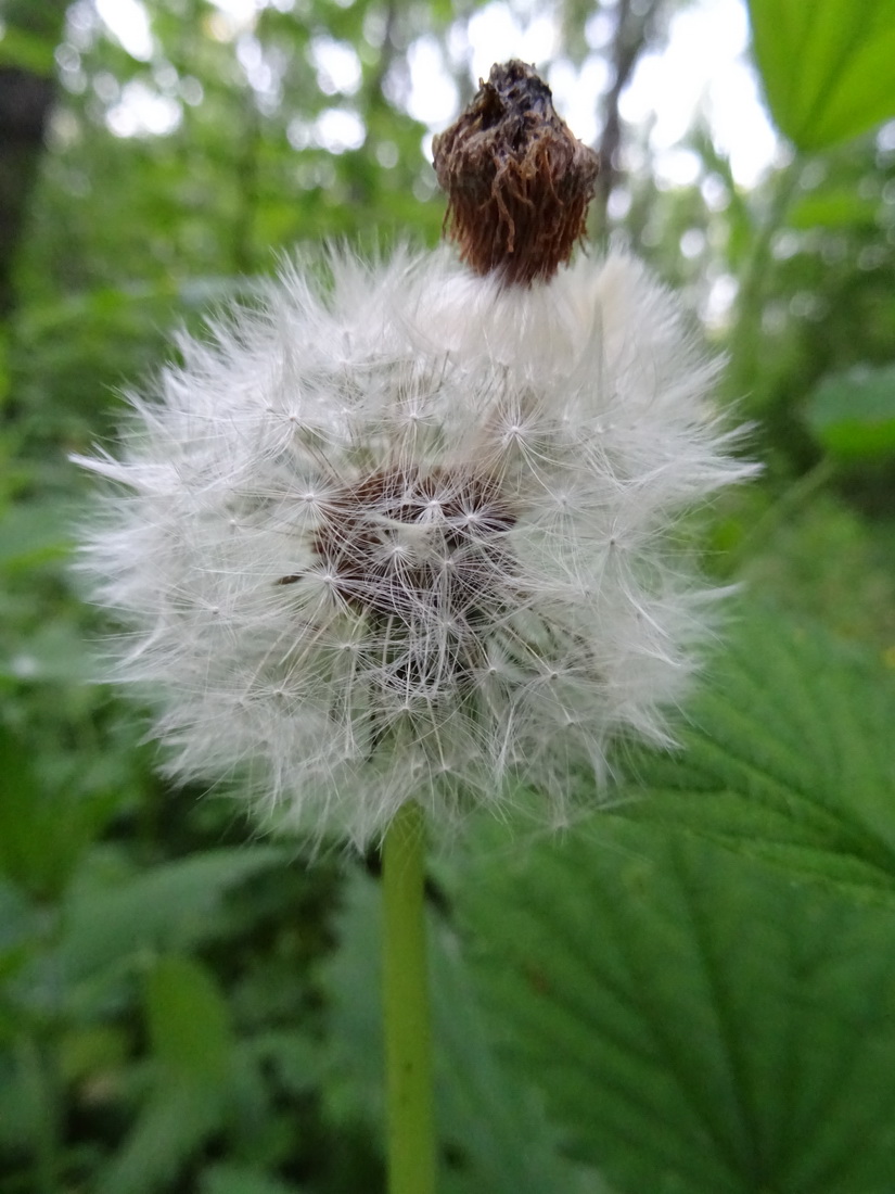 Изображение особи род Taraxacum.