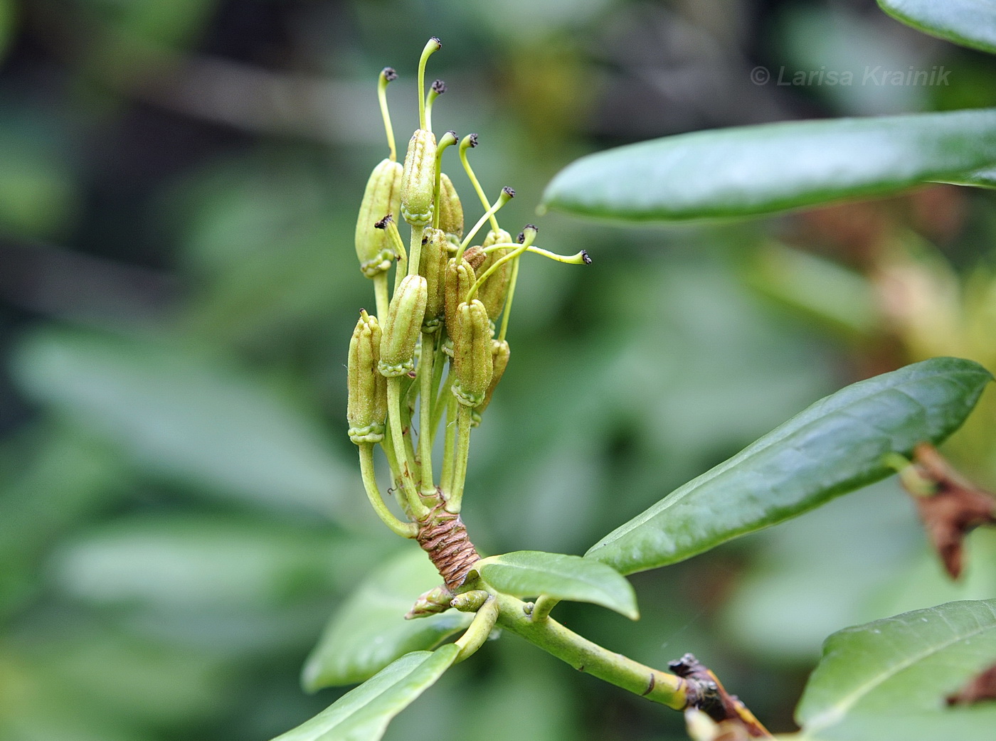 Изображение особи Rhododendron brachycarpum.