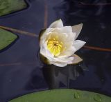 Nymphaea candida