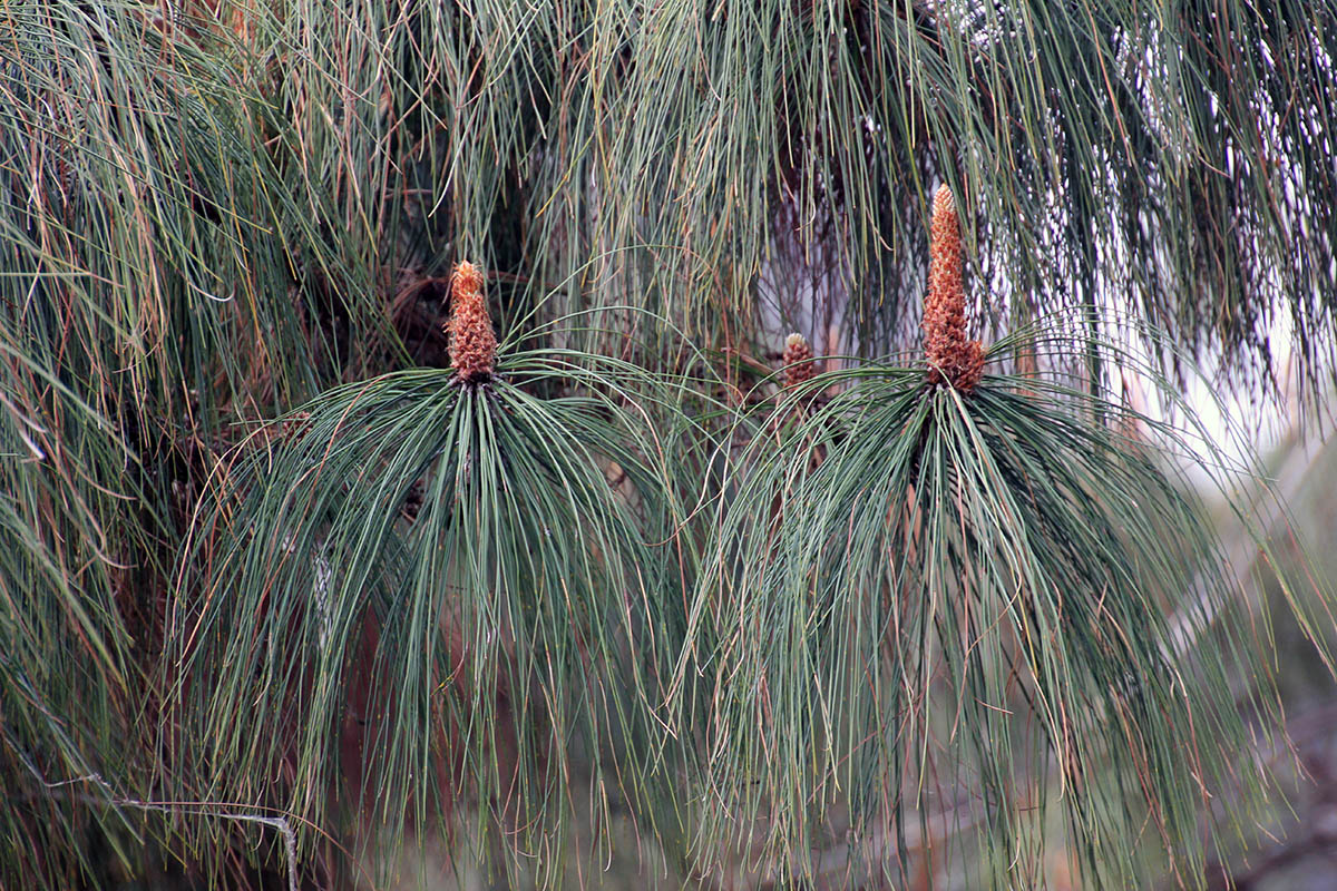 Image of genus Pinus specimen.