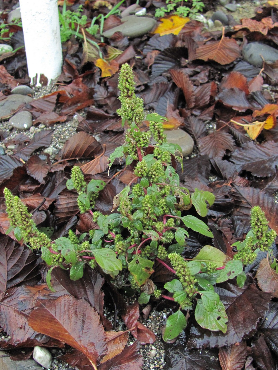 Изображение особи род Amaranthus.