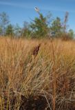 Carex limosa. Верхушка плодоносящего растения. Окрестности Архангельска, болото. 11 сентября 2010 г.