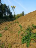 Sonchus arvensis подвид uliginosus. Цветущее растение. Томск, между пос. Новый и мкр. Зелёные горки, заброшенные садовые участки, в нижней части глинистой насыпи под стройплощадкой. 21.09.2016.