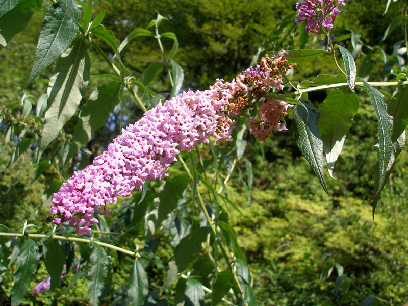 Изображение особи Buddleja davidii.