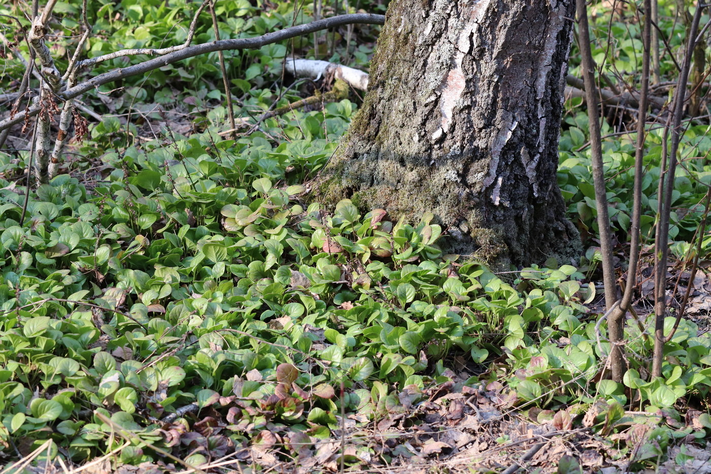 Изображение особи Pyrola incarnata.