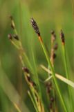 genus Eleocharis. Верхушка побега с отцветшим соцветием. Мурманская обл., Кандалакшский р-н, с. Ковда; губа Старцева, литораль. 05.08.2022.