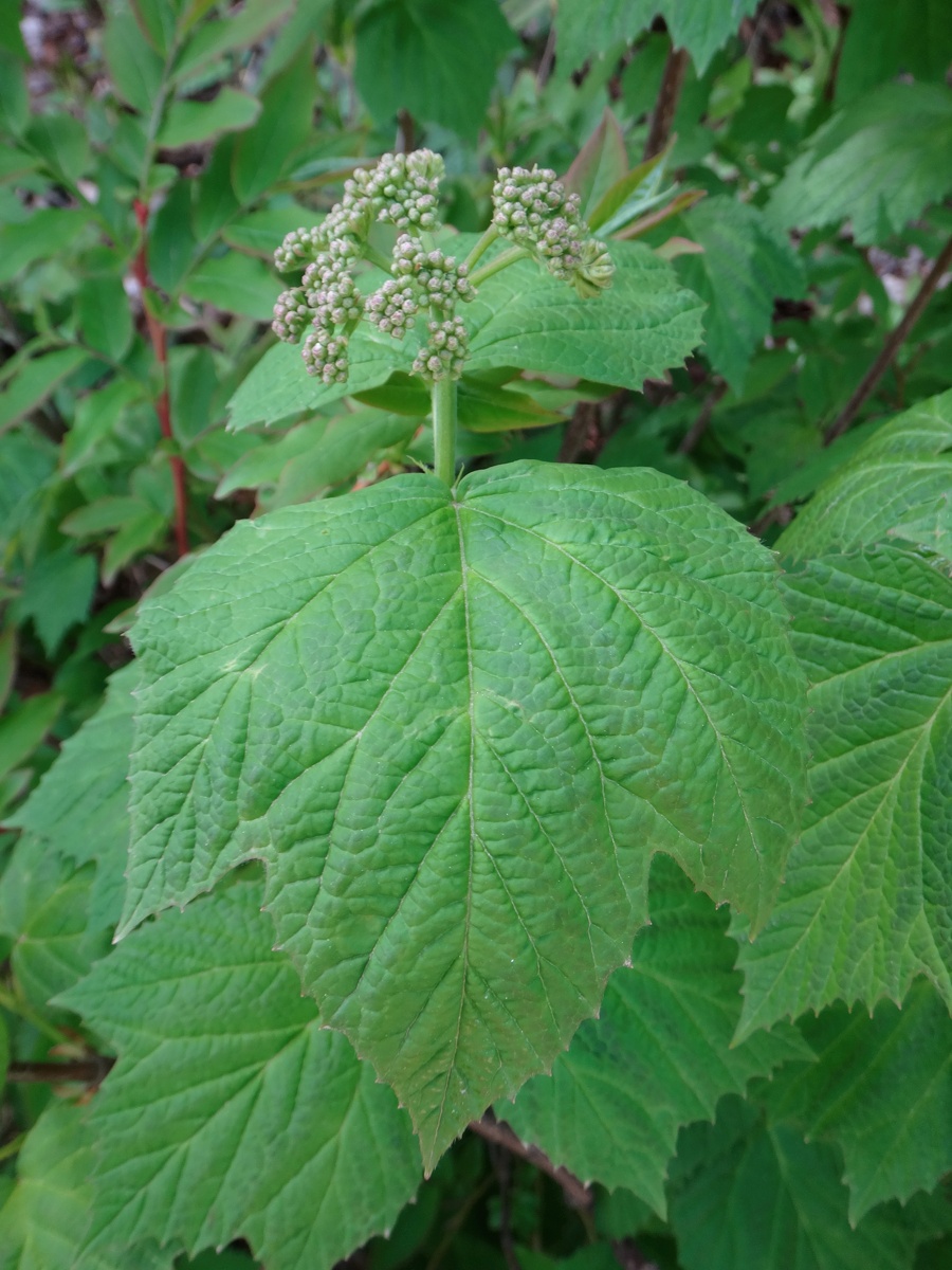 Изображение особи Viburnum orientale.