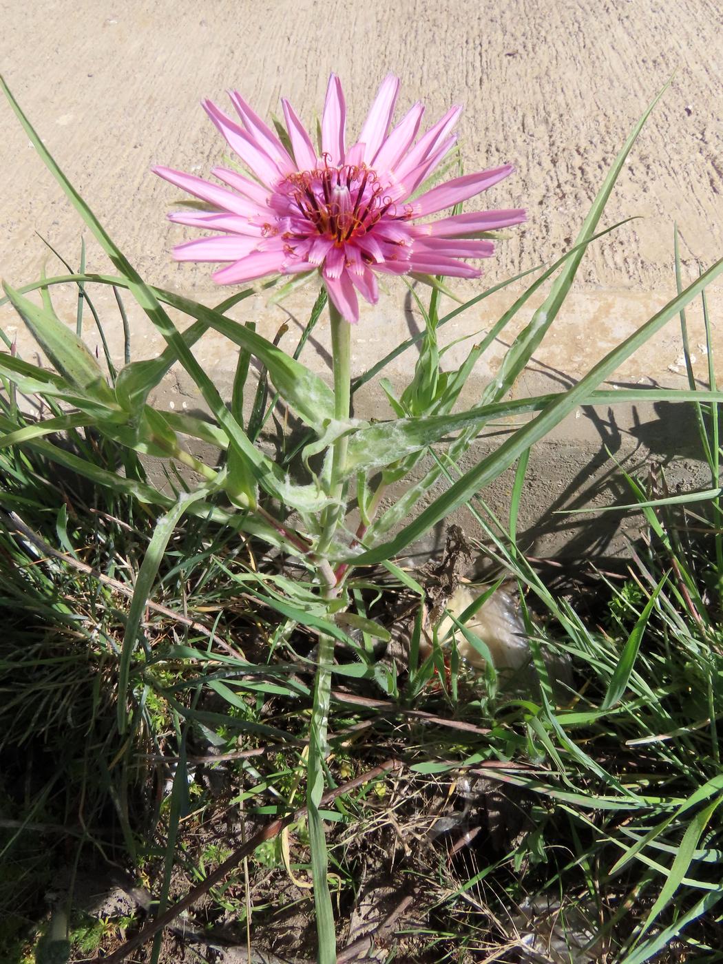 Image of Tragopogon ruber specimen.