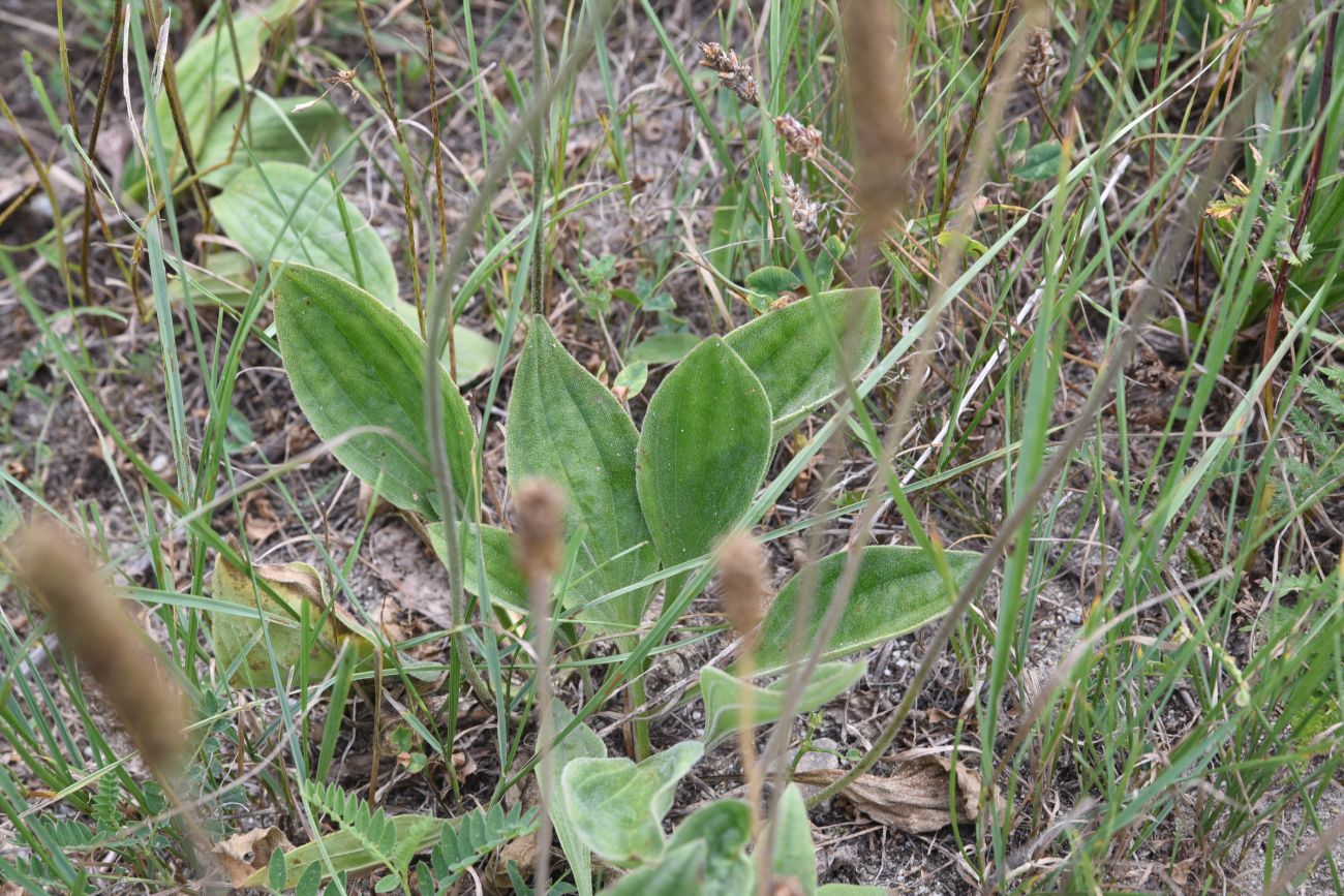 Изображение особи Plantago urvillei.