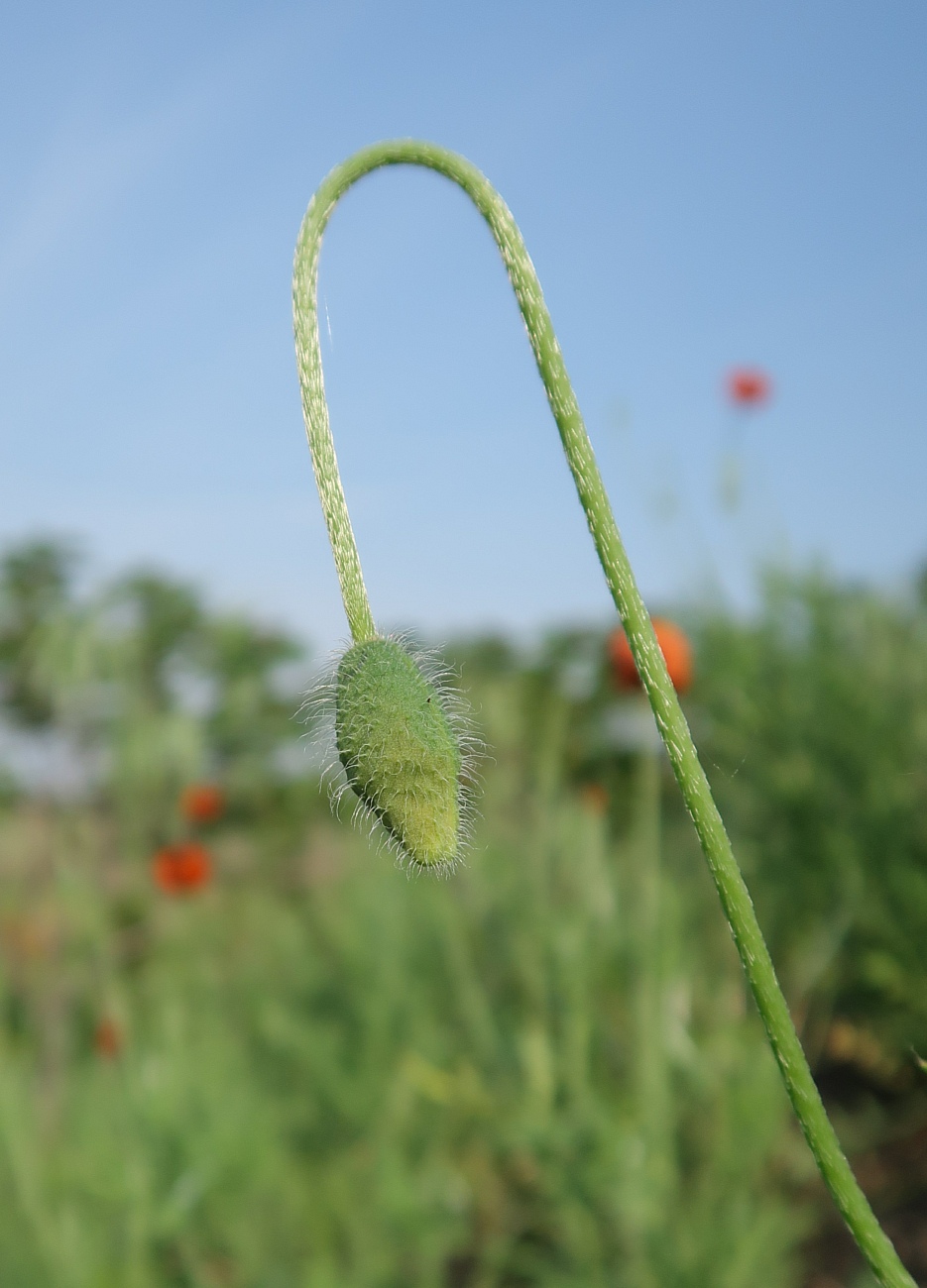 Изображение особи Papaver stevenianum.