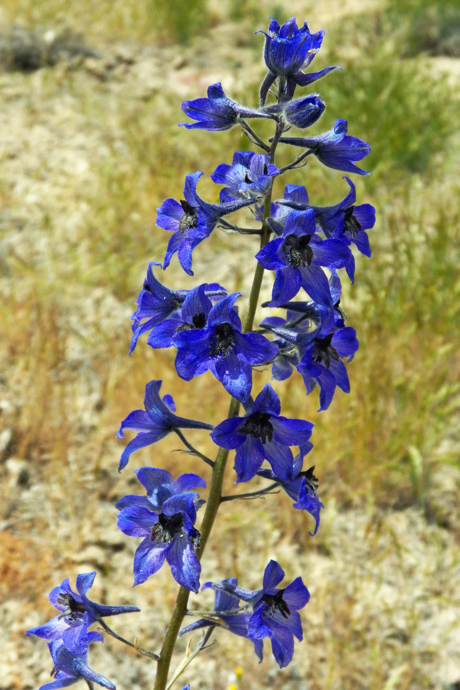 Изображение особи Delphinium brunonianum.