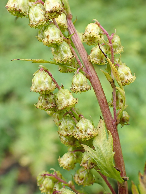 Image of Artemisia maximovicziana specimen.