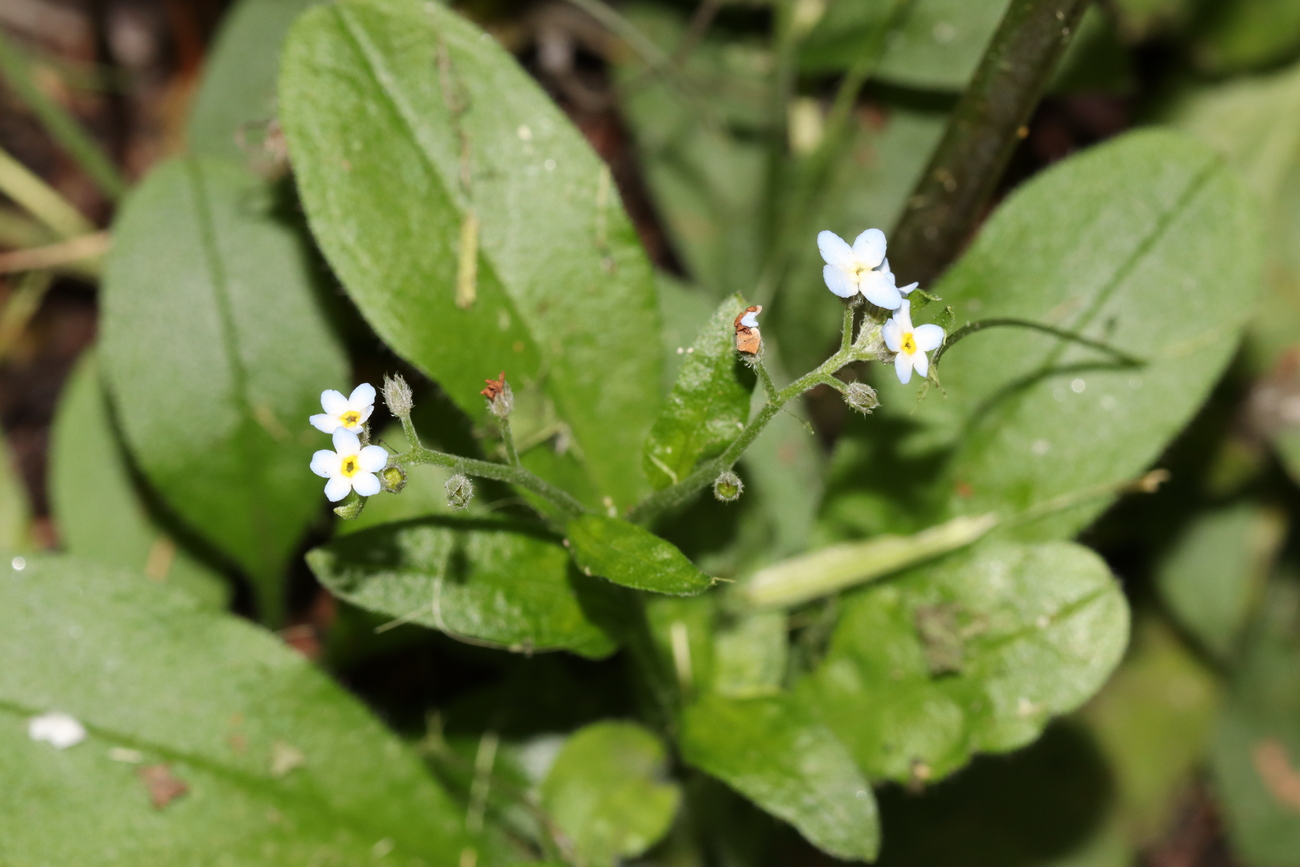 Image of Myosotis krylovii specimen.