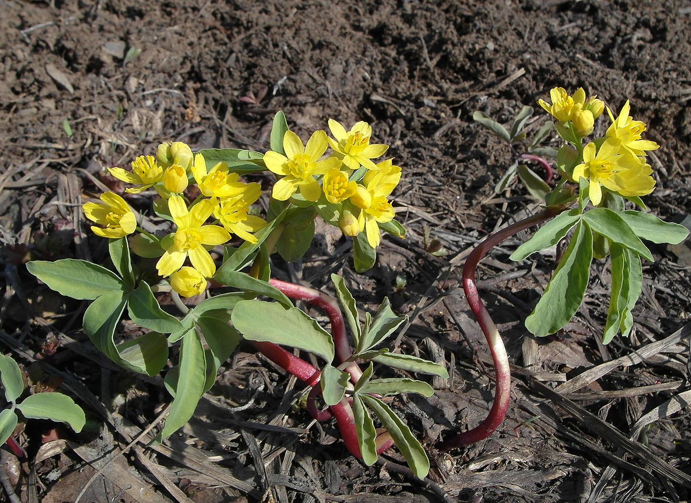 Изображение особи Gymnospermium altaicum.