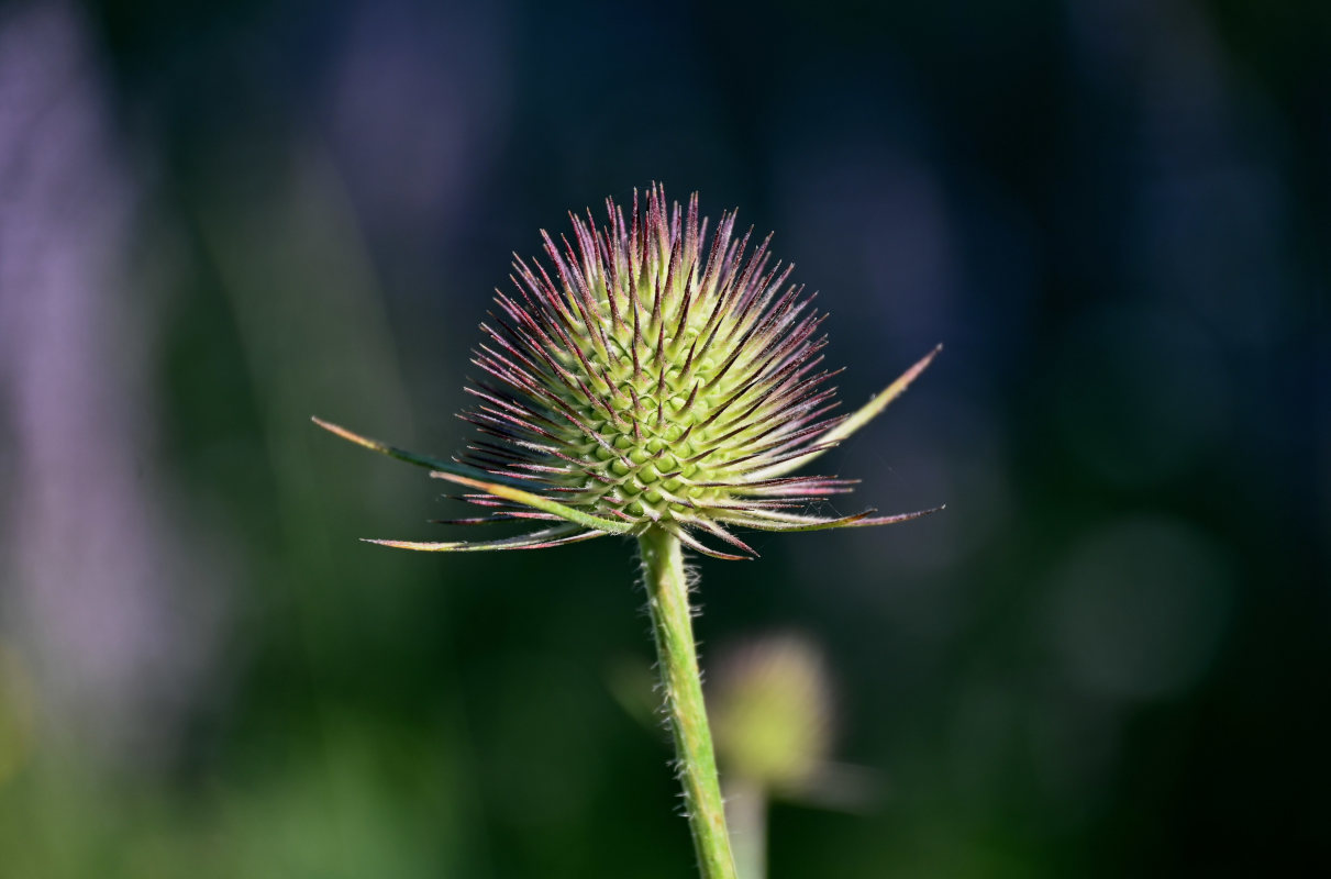 Image of Dipsacus dipsacoides specimen.