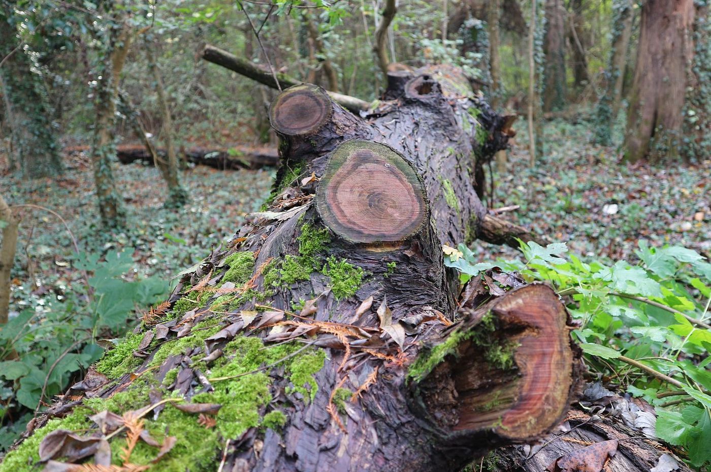 Изображение особи Taxodium distichum.