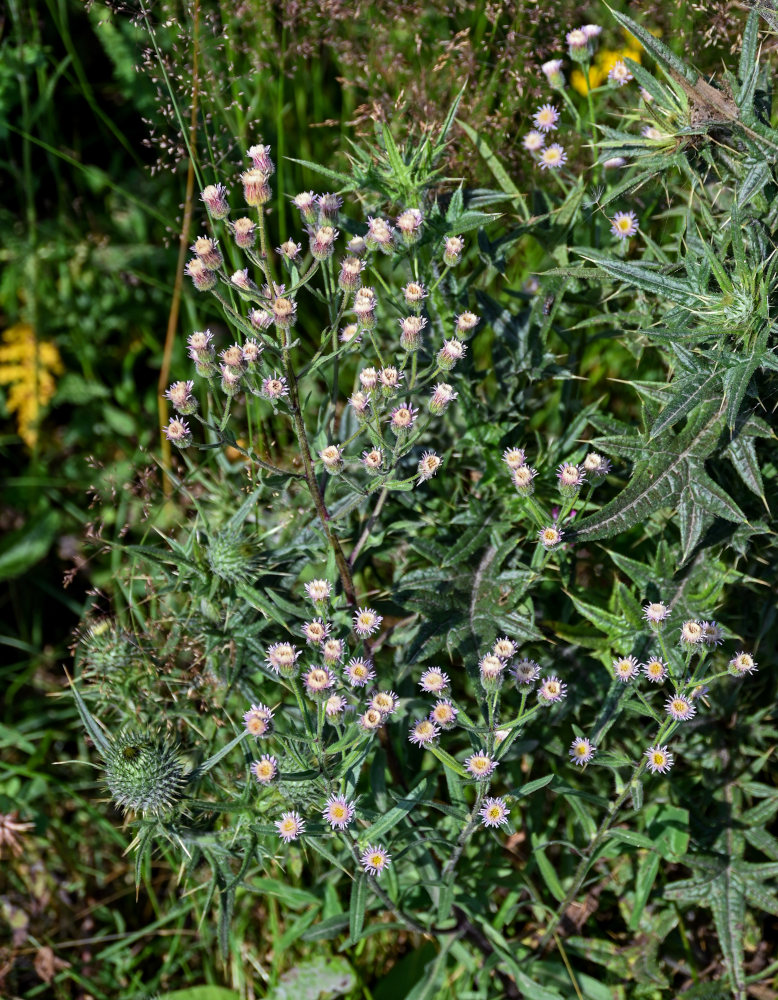 Изображение особи Erigeron orientalis.